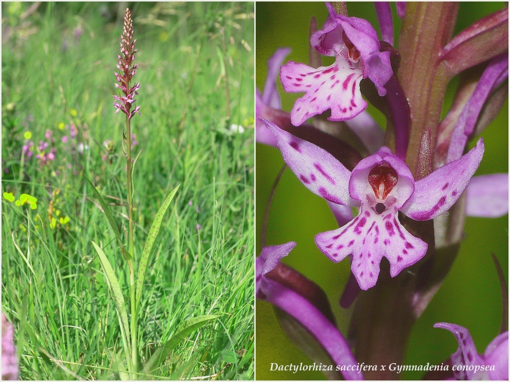 Il Gran Sasso e le orchidee - il mio omaggio al Gigante dellAppennino.